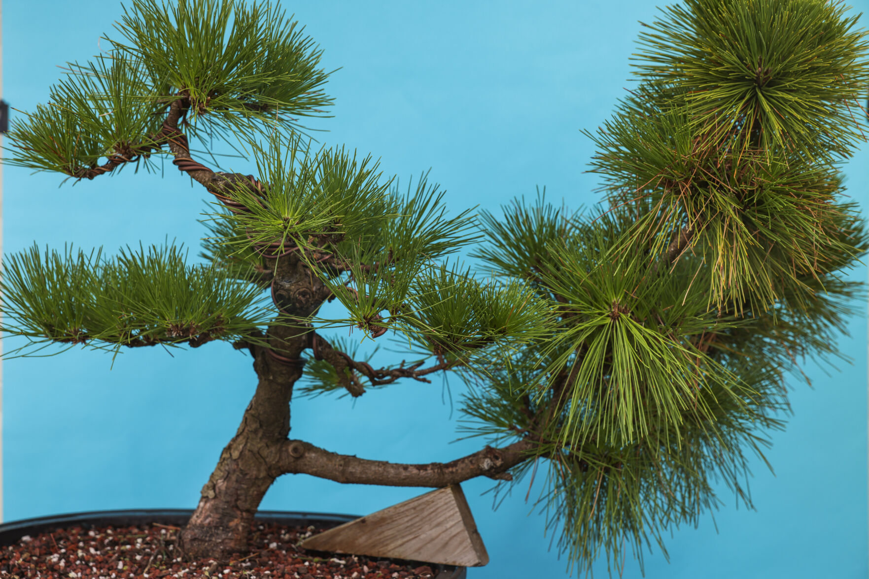 NO.bonsai.io.081322.08.jpg